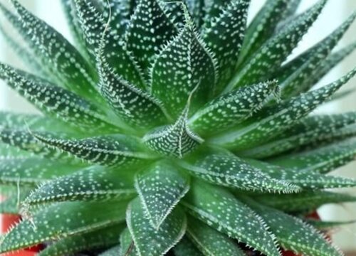 芦荟怎么养殖才能长大