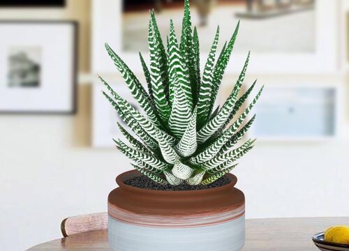 芦荟怎么养殖才能长大