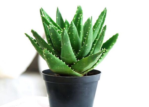 芦荟怎么养殖才能长大