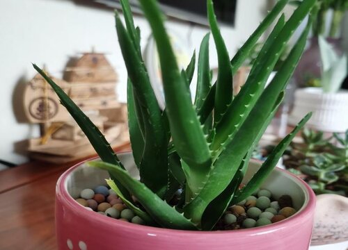 芦荟怎么养殖才能长大