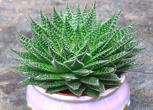 芦荟怎么养殖才能长大