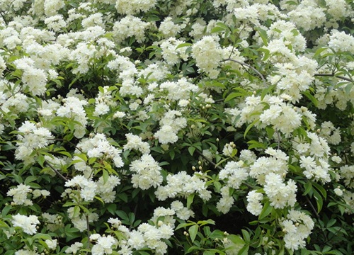 秋季七里香正确的修剪方法