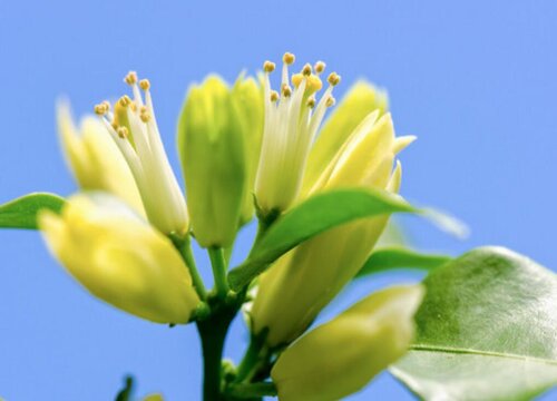 秋季七里香正确的修剪方法