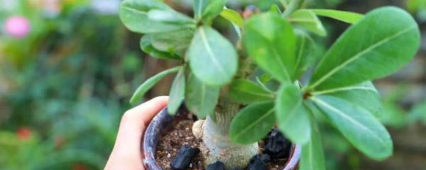 沙漠玫瑰什么季节修剪