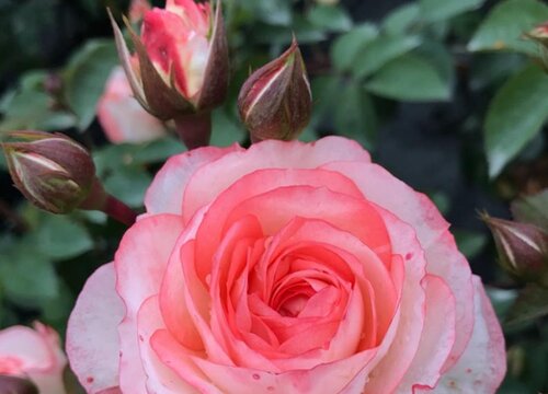 月季花苞为什么会在夏季变色