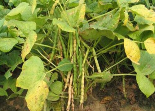 赤小豆亩产量多少斤