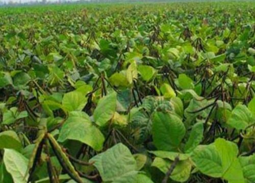 赤小豆亩产量多少斤