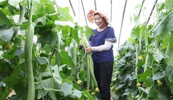 丝瓜化瓜是什么原因