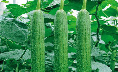 丝瓜化瓜是什么原因