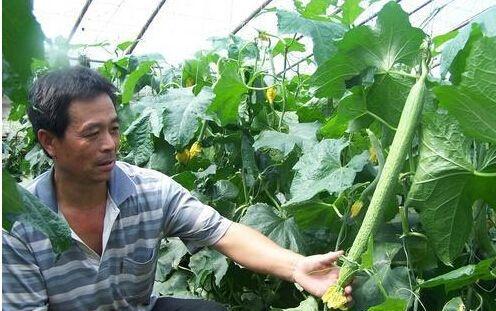 丝瓜化瓜是什么原因