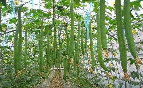 丝瓜化瓜是什么原因