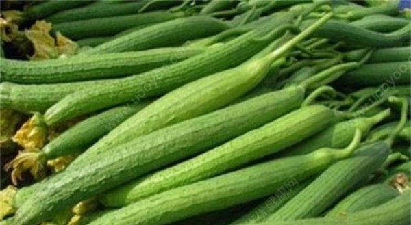 丝瓜化瓜是什么原因