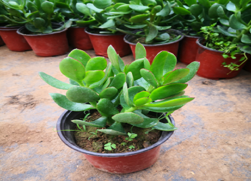 教你几个将玉树修剪成老桩盆景的方法