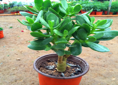 教你几个将玉树修剪成老桩盆景的方法