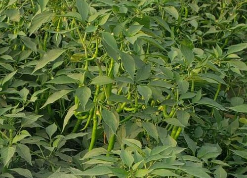 辣椒开花期温度控制多少适宜