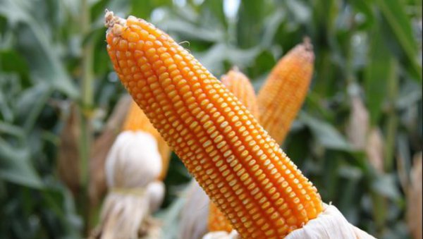 玉米抽雄后几天开始授粉