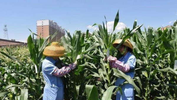 玉米抽雄后几天开始授粉