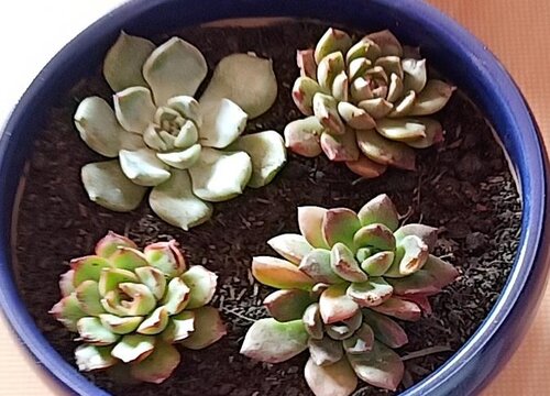 多肉换盆的时候有什么禁忌