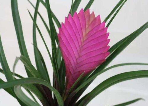 铁兰花适合家里养吗