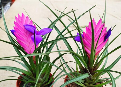 铁兰花适合家里养吗