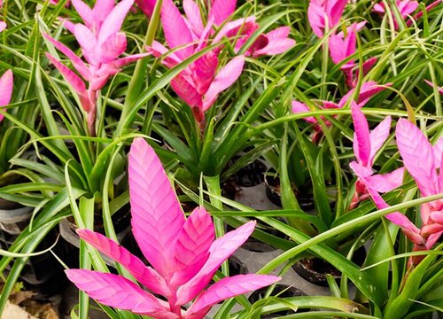 铁兰花适合家里养吗