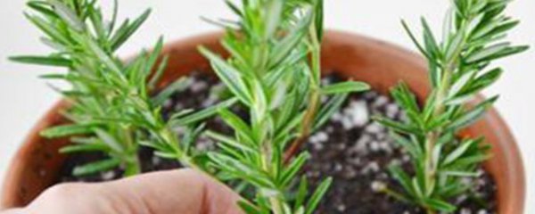 花卉换盆方法及注意事项