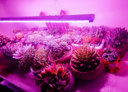 室内养多肉需要补光灯吗