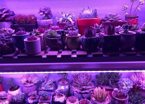 室内养多肉需要补光灯吗