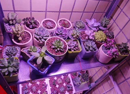 室内养多肉需要补光灯吗