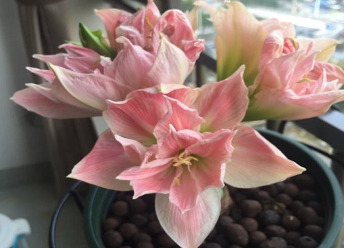 朱顶红耐寒的最低温度