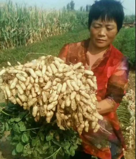 种植常见的病虫害及其防治措施