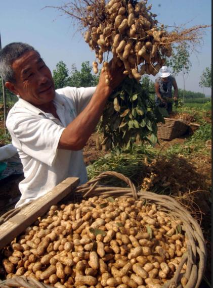 种植常见的病虫害及其防治措施