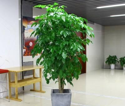 客厅大花盆栽什么花好看