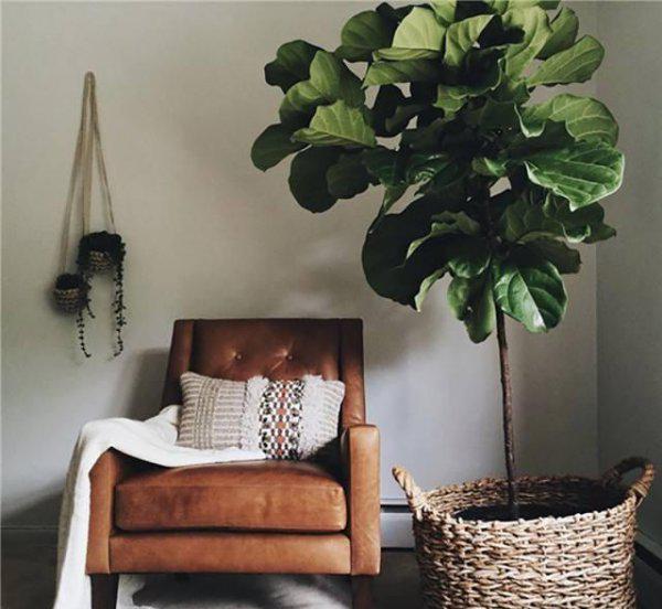 客厅大花盆栽什么花好看