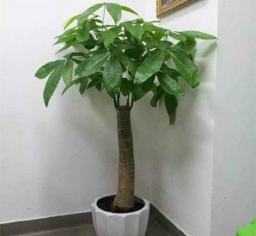 客厅大花盆栽什么花好看