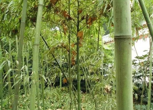 雷竹亩产量多少斤