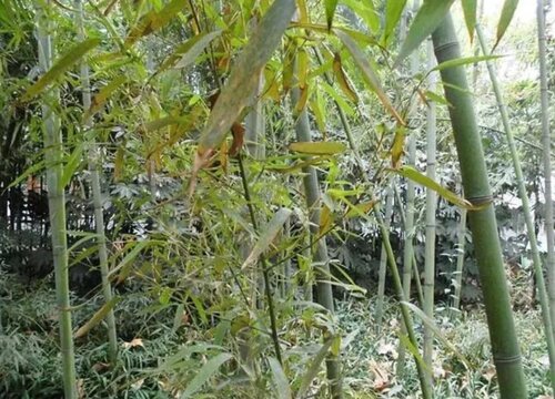 雷竹亩产量多少斤