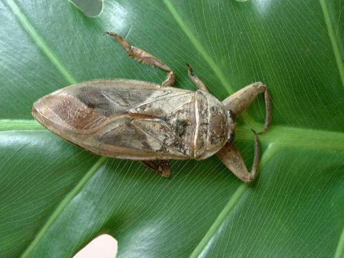 世界上十大最恐怖的虫子长什么样图片