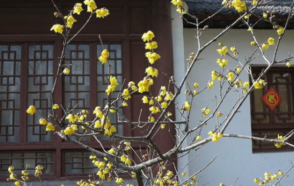 腊梅的花语和寓意