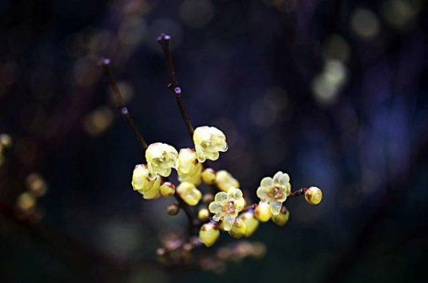 腊梅的花语和寓意
