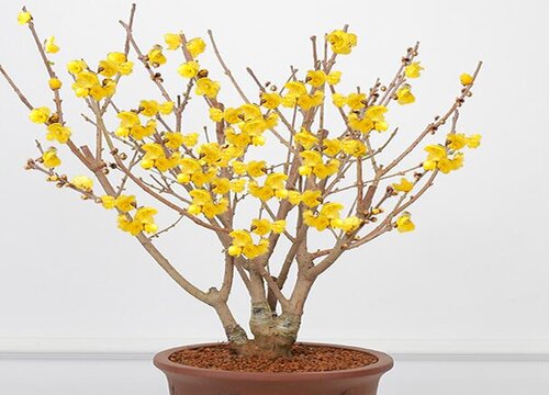 腊梅的花语和寓意