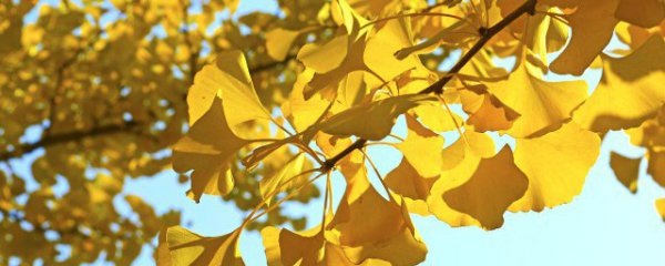 庭院里适合种什么大树