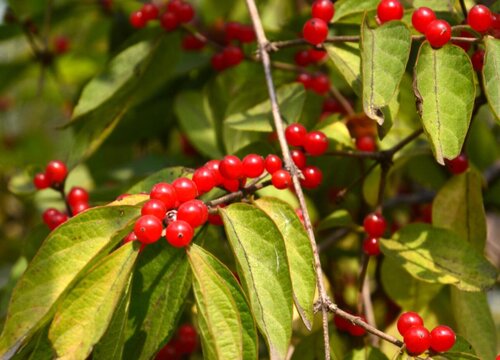 红豆什么时候收获