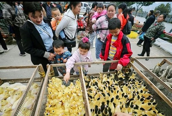 农村做什么最赚钱的十大行业