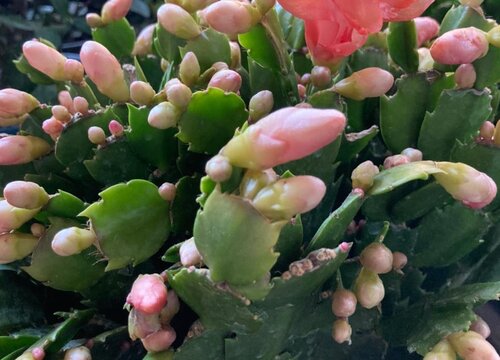 蟹爪兰花期几天