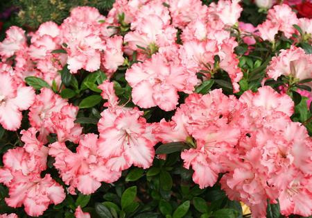 杜鹃花是什么颜色什么样子