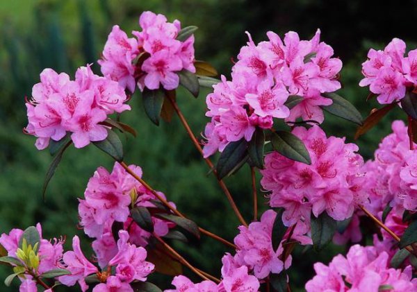 杜鹃花是什么颜色什么样子