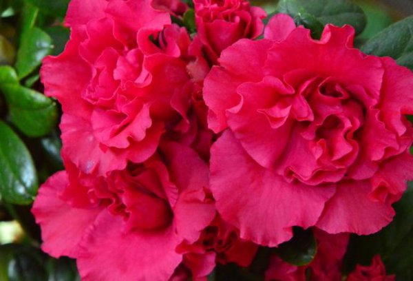 杜鹃花是什么颜色什么样子