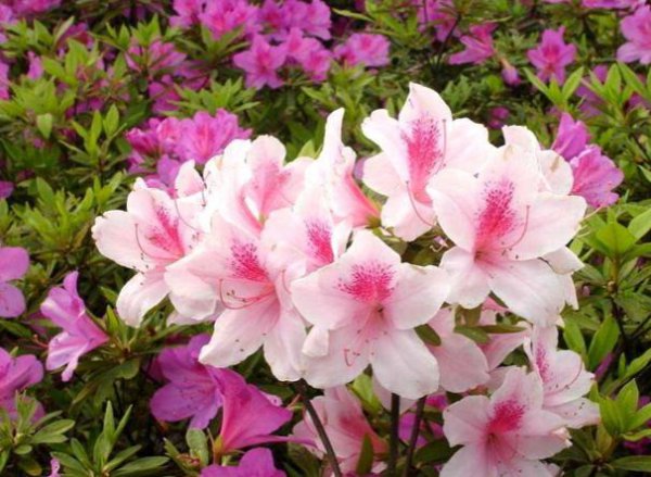 杜鹃花是什么颜色什么样子