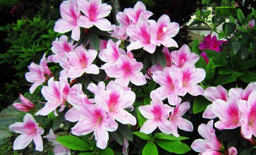 杜鹃花是什么颜色什么样子